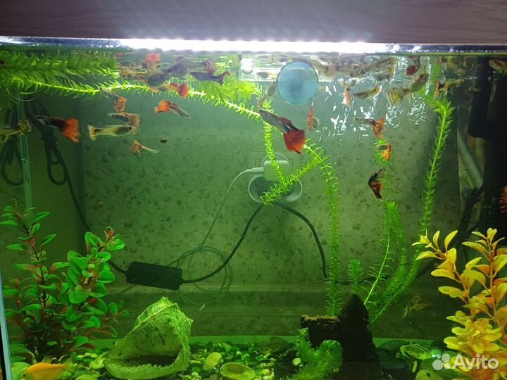 Аквариумные рыбки гуппи