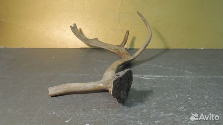 Рог оленя. Для творчества