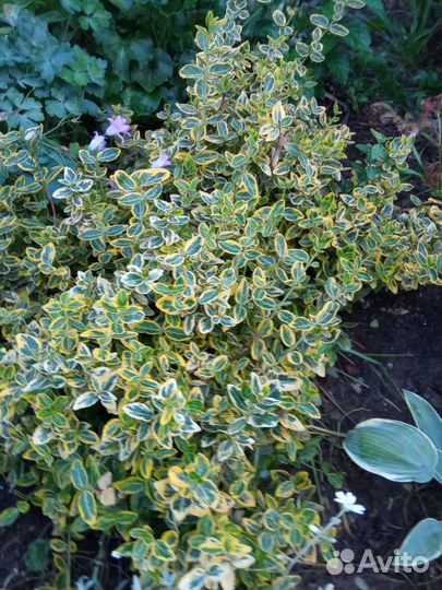 Саженцы пузыреплодника,спиреи,бересклет,жимолость