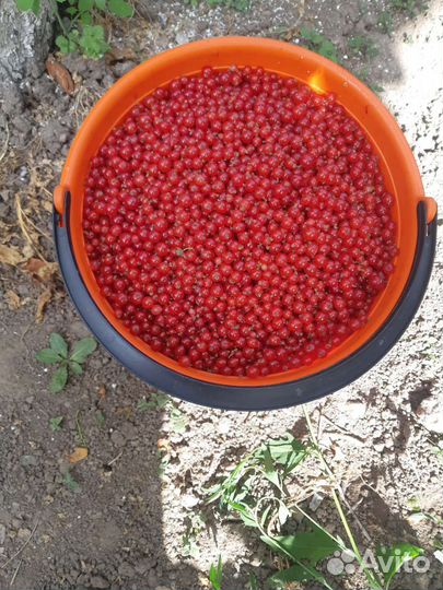 Красная смородина ягоды