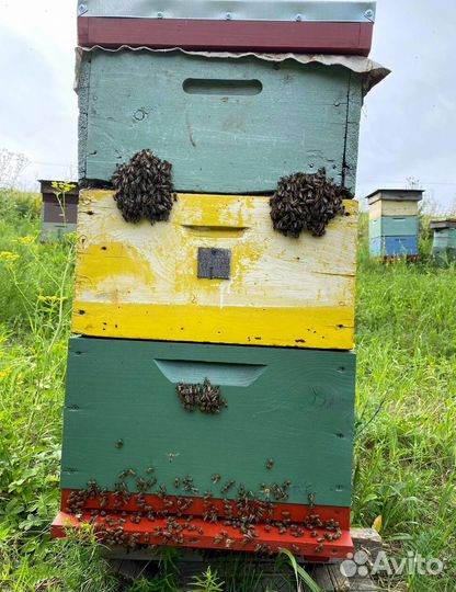 Алтайский мед