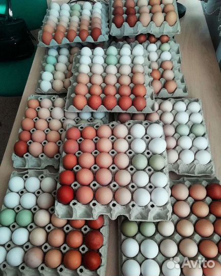 Яйца домашние куриные