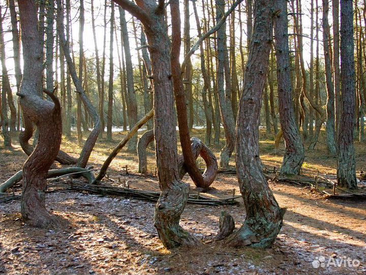 Экскурсия — Калининград — Знаковые места Куршской