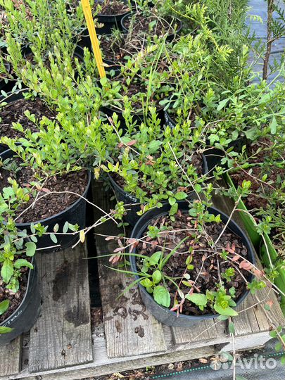 Клюква крупноплодная Ред Стар и МАК фарлин