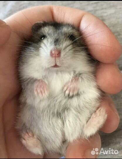 Джунгарский хомяк,мальчик