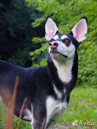 Помесь хаски