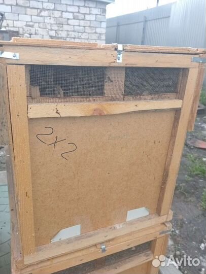 Пчелопакеты, пчелосемьи карника