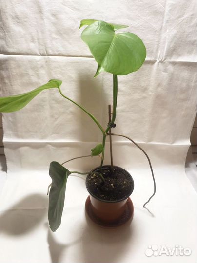 Молодая деликатесная монстерка