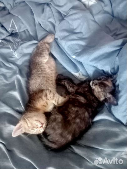 Кошка в дар бесплатно