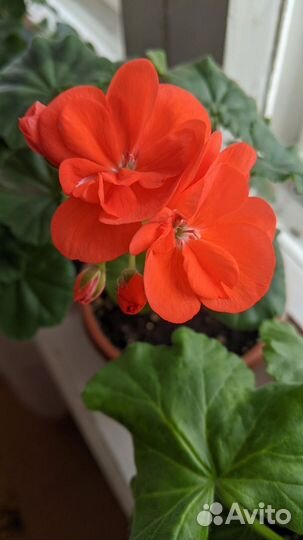 Пеларгония