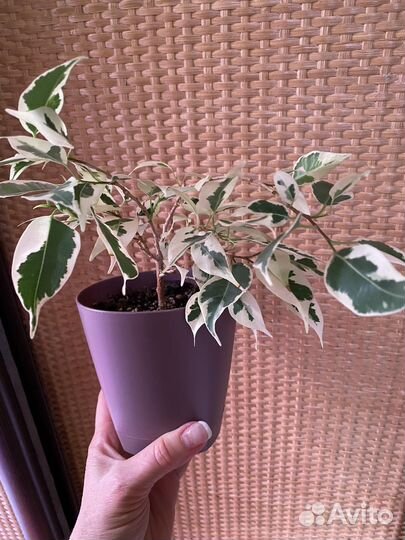 Фикусы разные