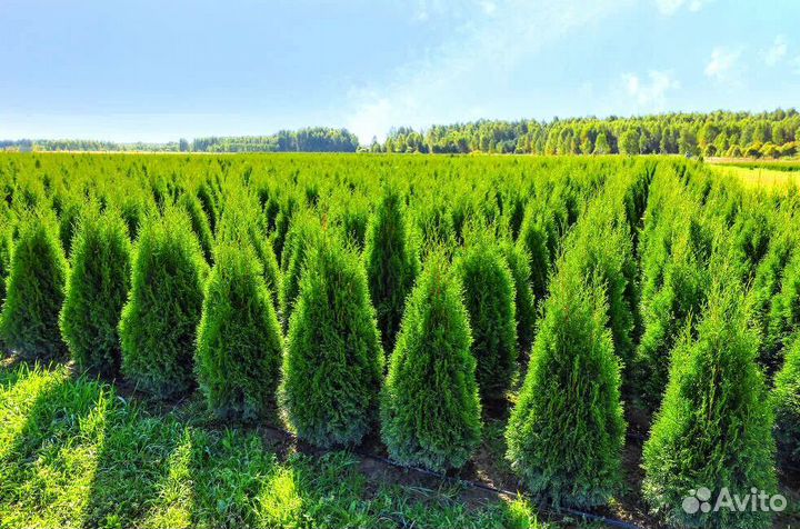 Туя западная