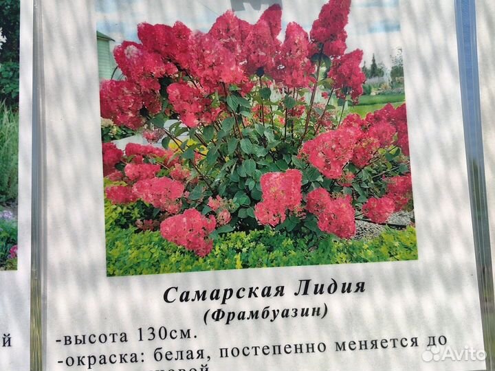 Гортензия метельчатая