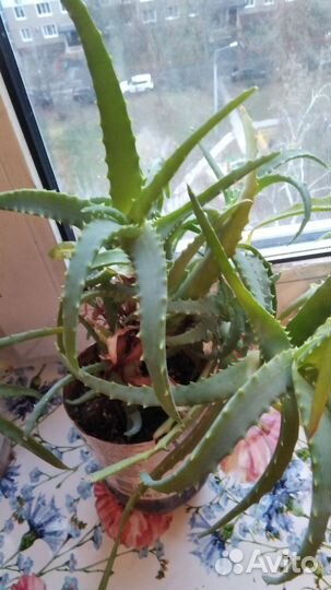 Алоэ столетник 5 7 лет