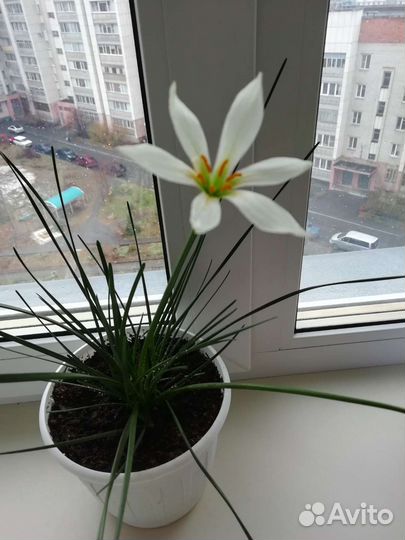 Комнатные растения