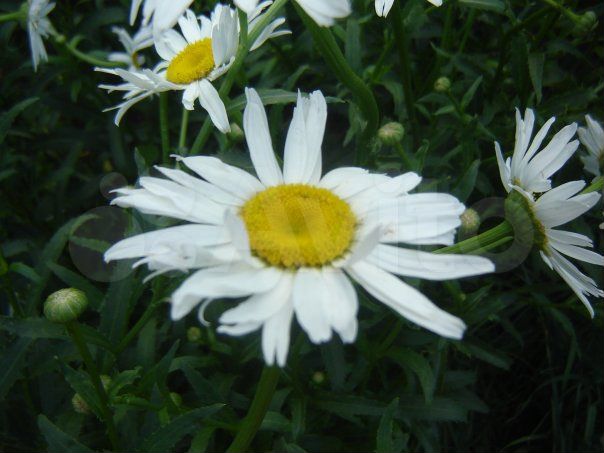 Дом 31,9 м² на участке 7 сот.