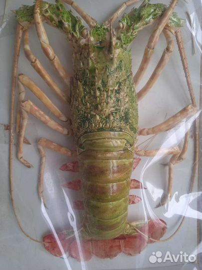 Омар (Рак )с сюрпризом