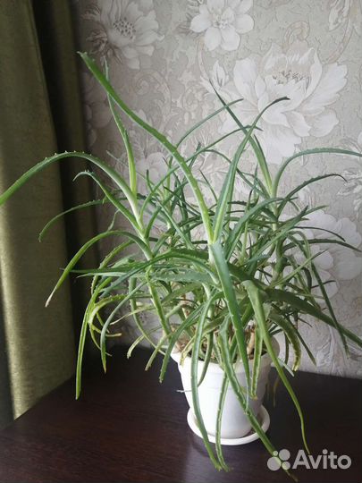 Цветы комнатные