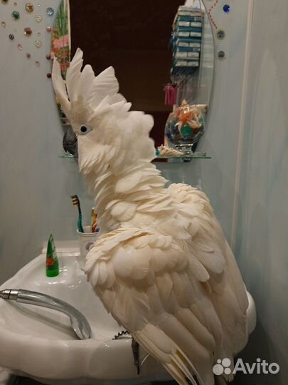 Консультации по содержанию попугаев