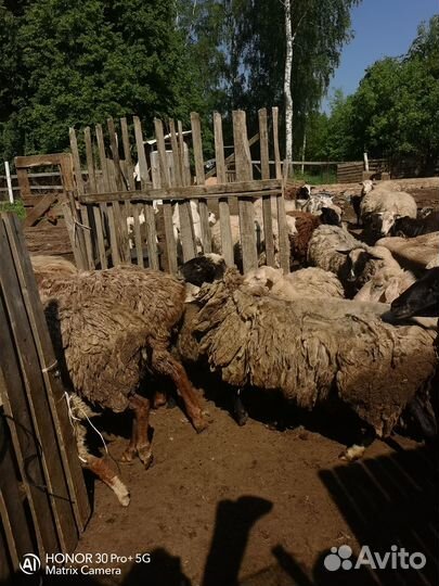 Овцы оптом