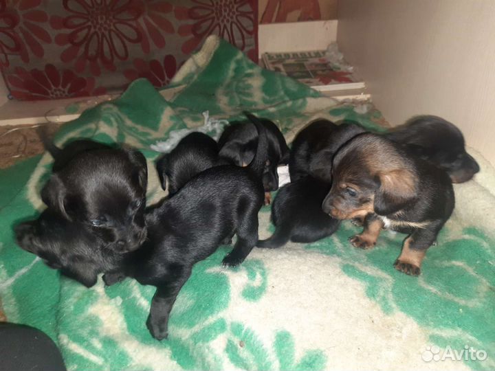 Помесь таксы