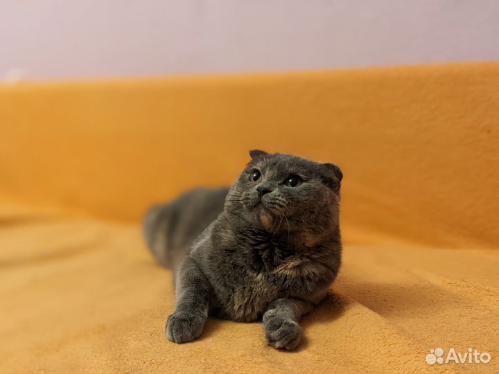 Отдам в хорошие руки