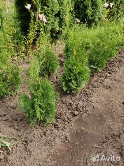 Туя западная Колумна