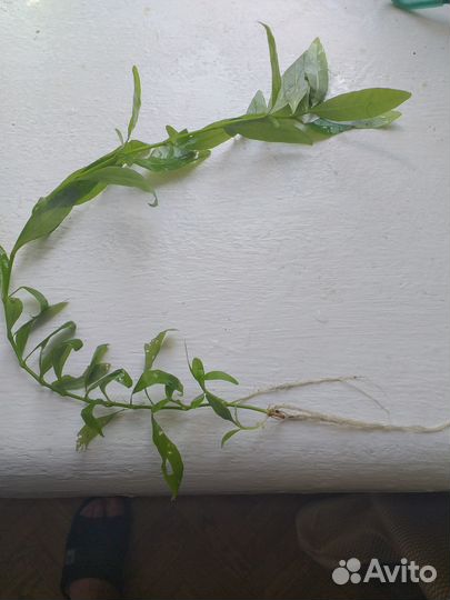 Аквариумные растения