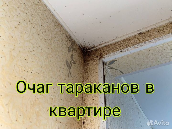 Обработка от тараканов, уничтожение клопов