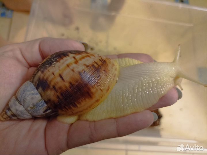 Улитки ахатины