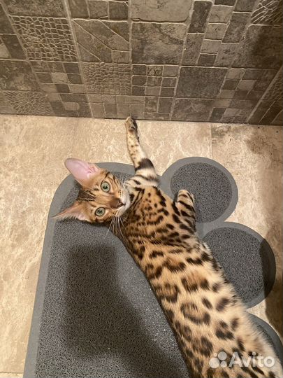 Бенгальская кошка в добрые руки