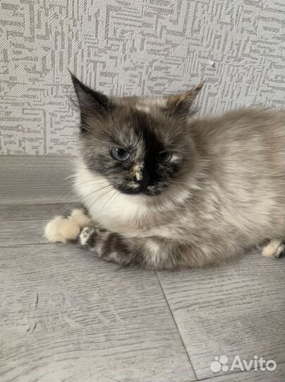 Отдам в добрые руки кошку