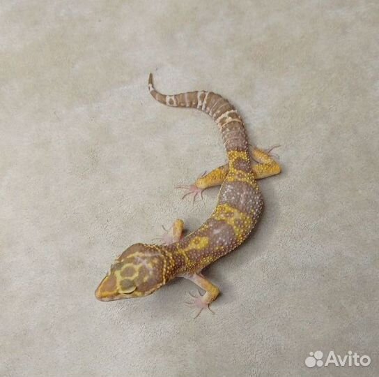 Эублефары от заводчика