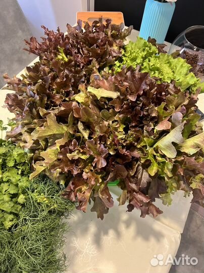 Домашняя зелень