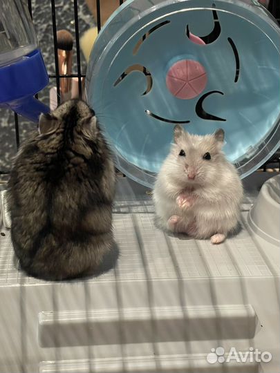 Джунгарский хомяк