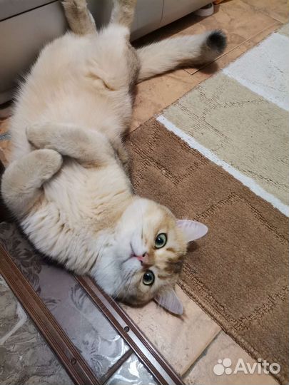 Кот шотландский прямоухий