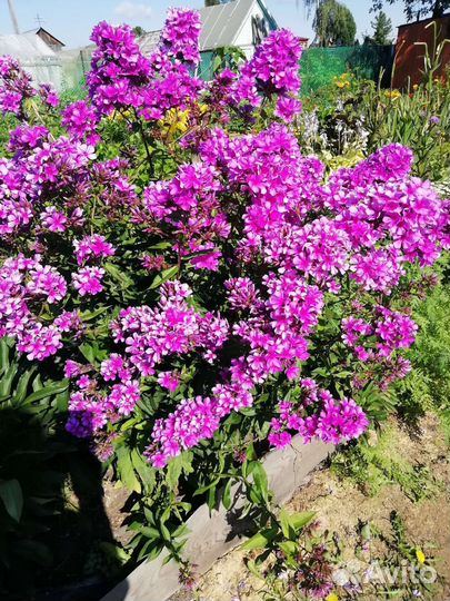 Флоксы многолетние