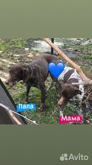 Щенки курцхаара