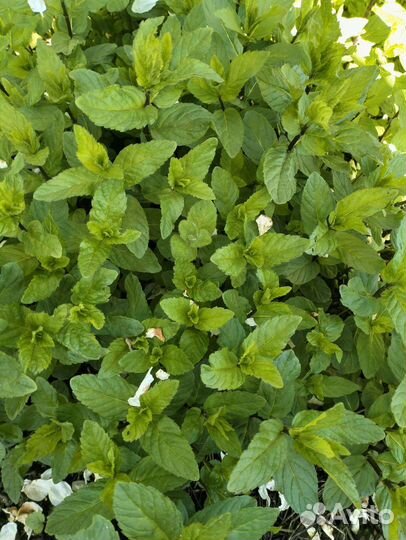 Мелиса, мята