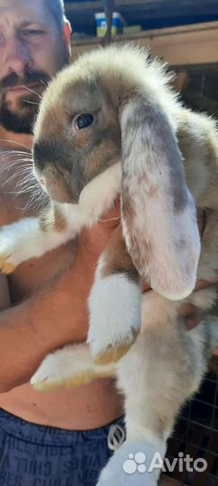 Кролик французский баран