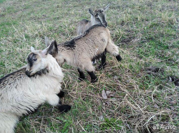 Альпийские козлята и козы разные