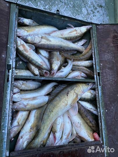 Рыбалка с лодки на Каме Сорочьи Горы