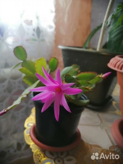 Фиттония, декабристы