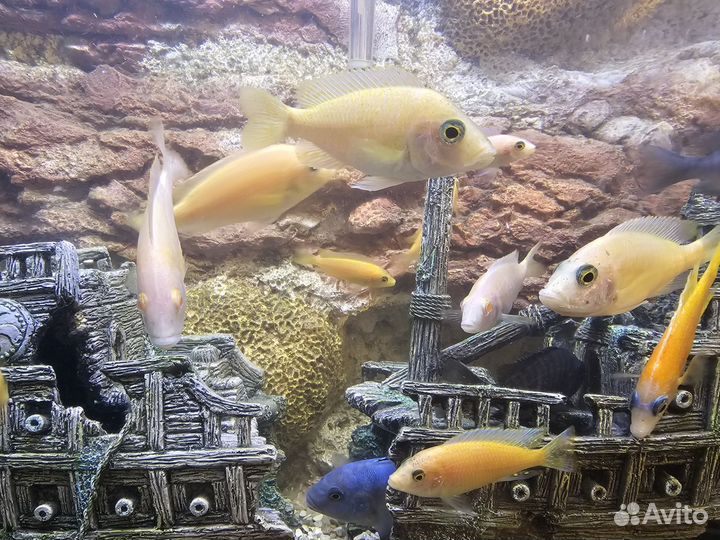 Цихлиды Малави