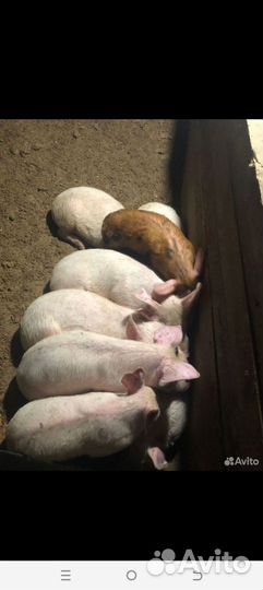 Поросята