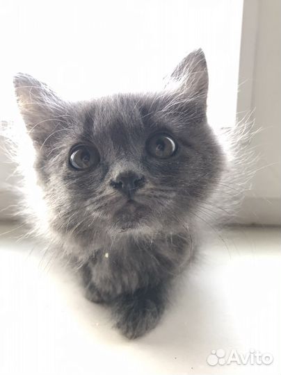 Пушистый котенок девочка