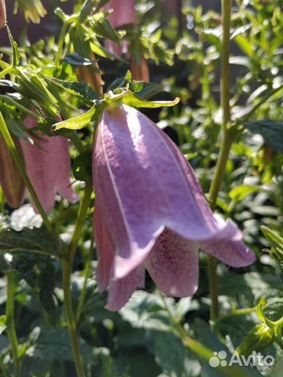 Колокольчик многолетний