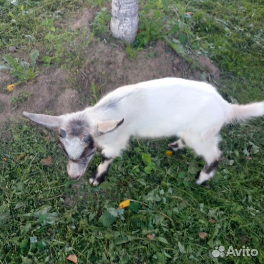 Козлята