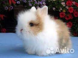 Крольчата декоративные