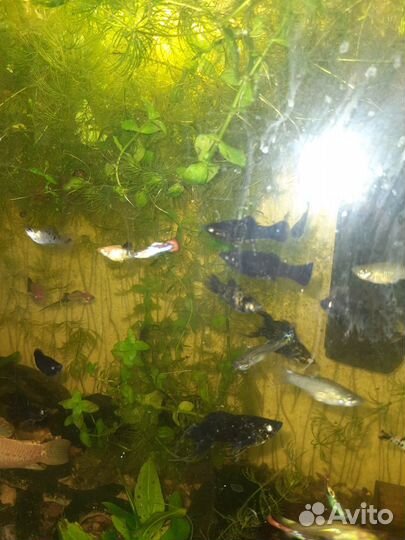 Аквариумные рыбки и растения улитки